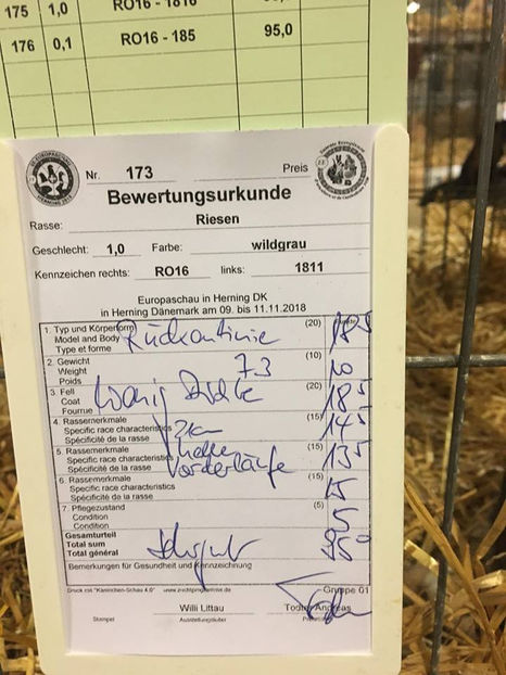 Bela Gyorgyjakab - EXPOZIȚIA EUROPEANĂ - HERNING 2018