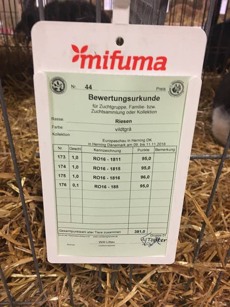 Bela Gyorgyjakab - EXPOZIȚIA EUROPEANĂ - HERNING 2018