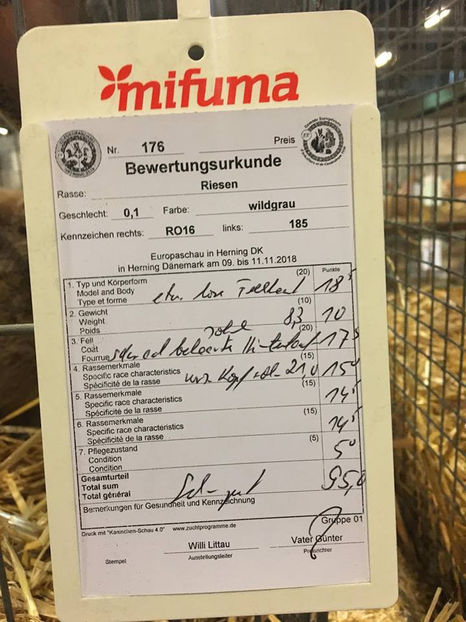 Bela Gyorgyjakab - EXPOZIȚIA EUROPEANĂ - HERNING 2018