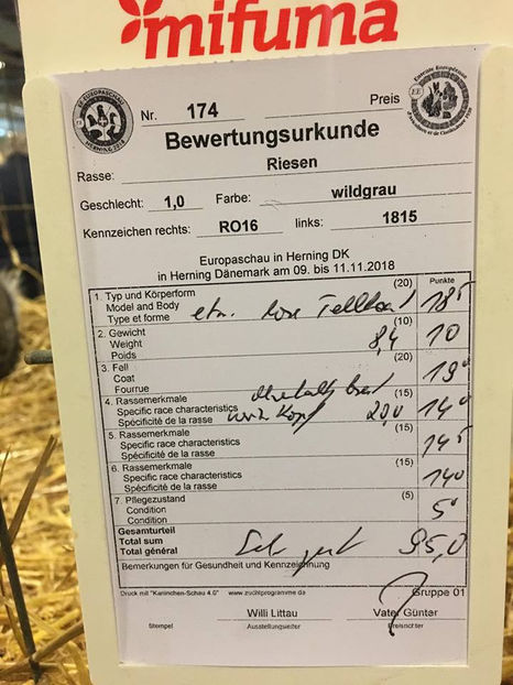 Bela Gyorgyjakab - EXPOZIȚIA EUROPEANĂ - HERNING 2018