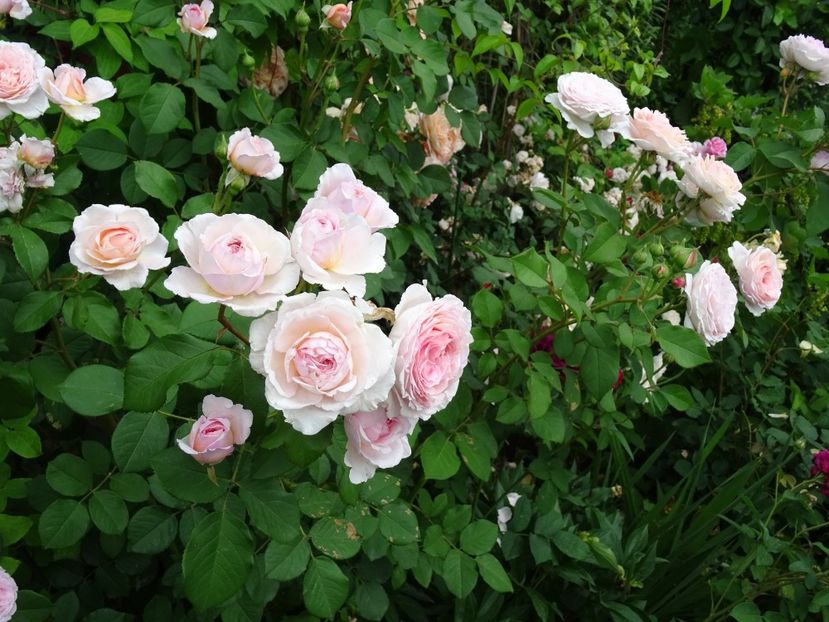 34157729_373377486507918_3485399435679105024_o - English rose - James Galway