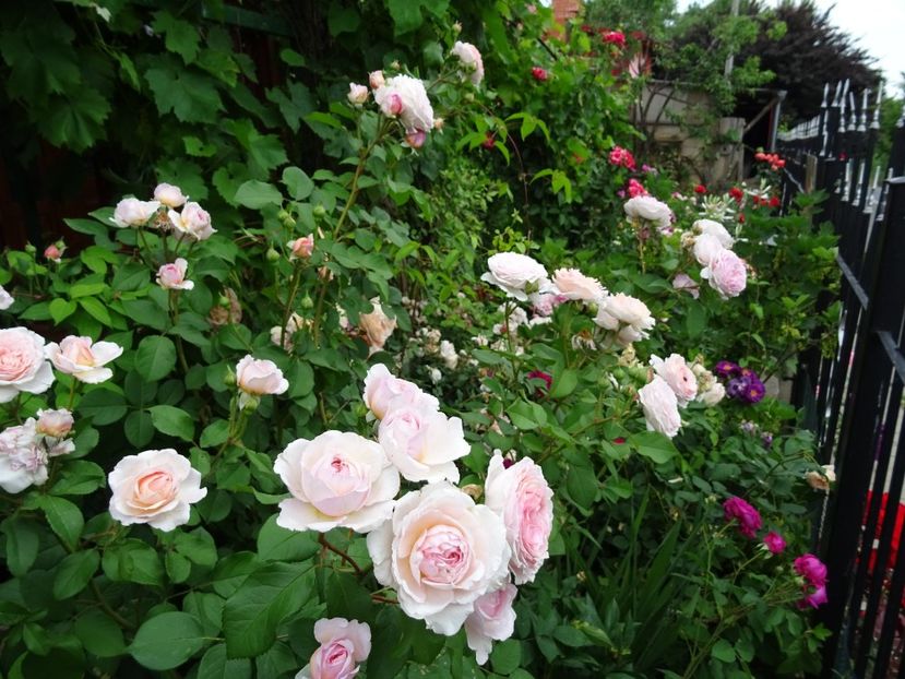 34091296_373377306507936_4744595585288372224_o - English rose - James Galway