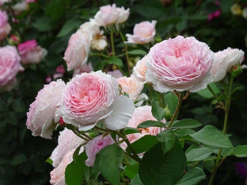 34048645_373395023172831_6676666978213560320_o - English rose - James Galway