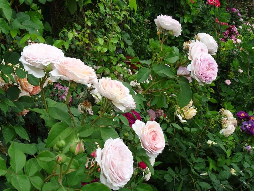 34031925_373377249841275_5606272136327987200_o - English rose - James Galway