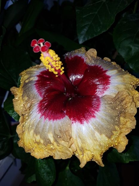  - Hibiscus Shiva