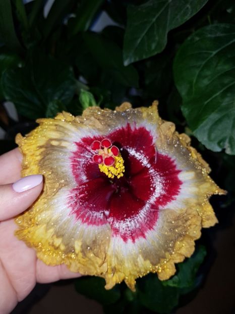  - Hibiscus Shiva