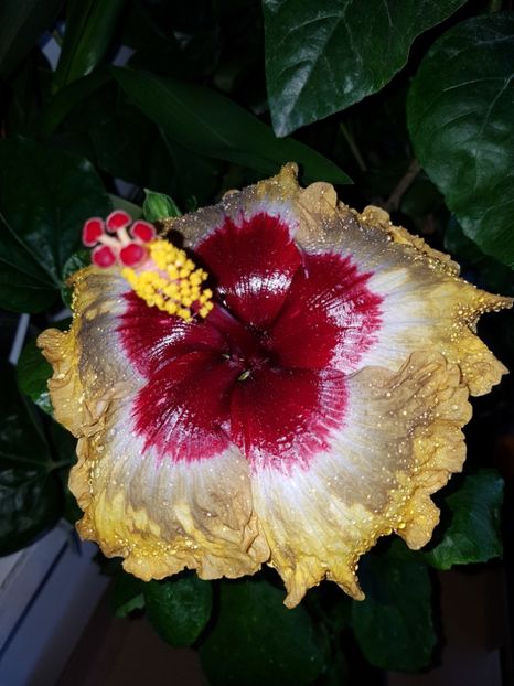 - Hibiscus Shiva