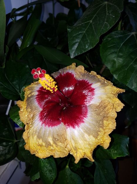  - Hibiscus Shiva