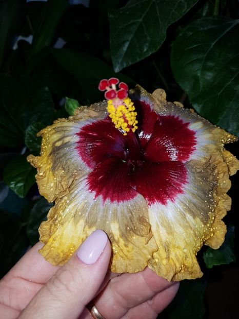  - Hibiscus Shiva