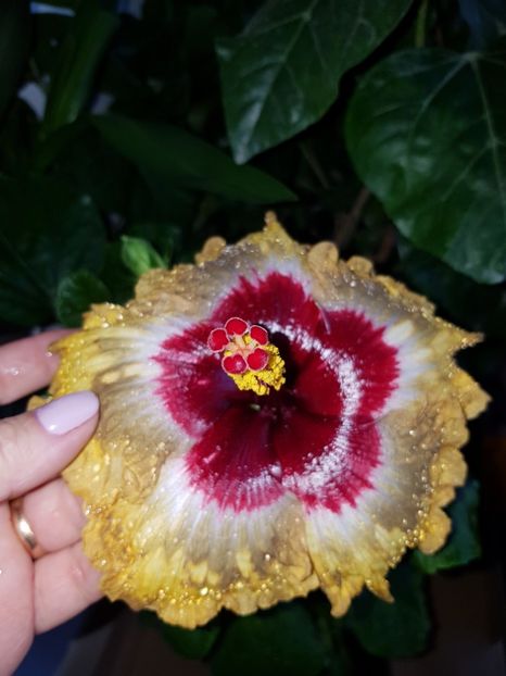  - Hibiscus Shiva