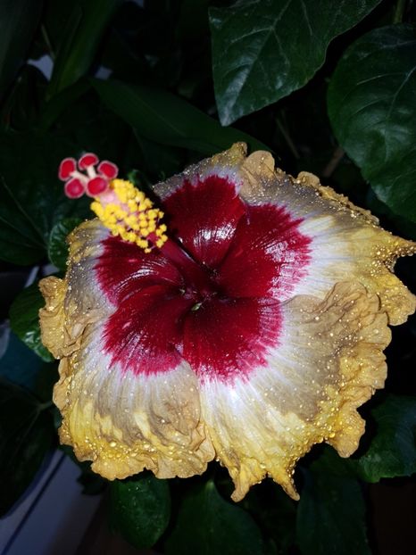  - Hibiscus Shiva