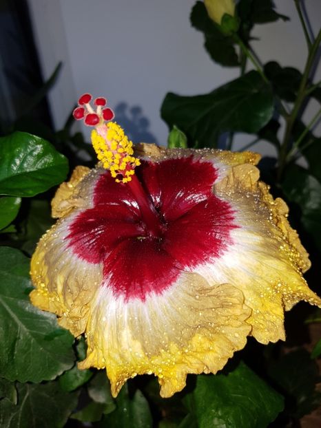  - Hibiscus Shiva