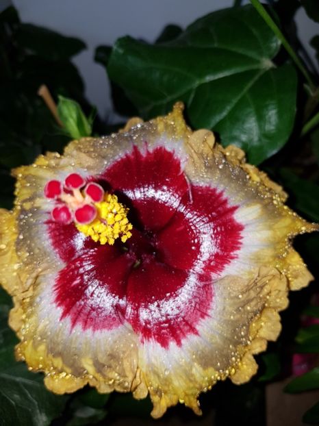  - Hibiscus Shiva