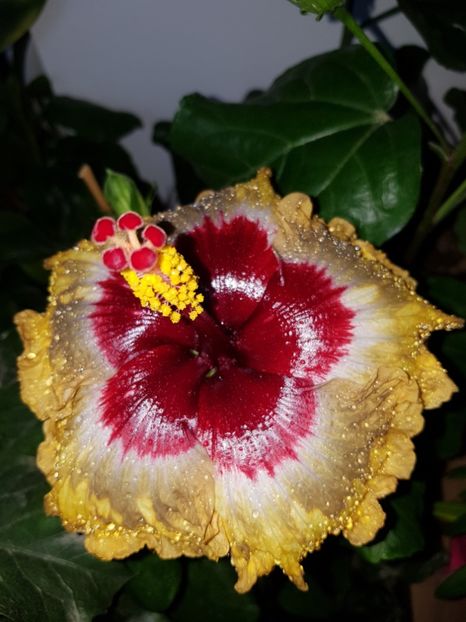  - Hibiscus Shiva