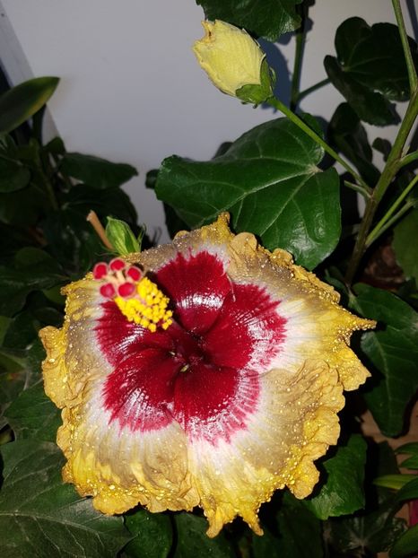  - Hibiscus Shiva