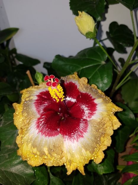  - Hibiscus Shiva
