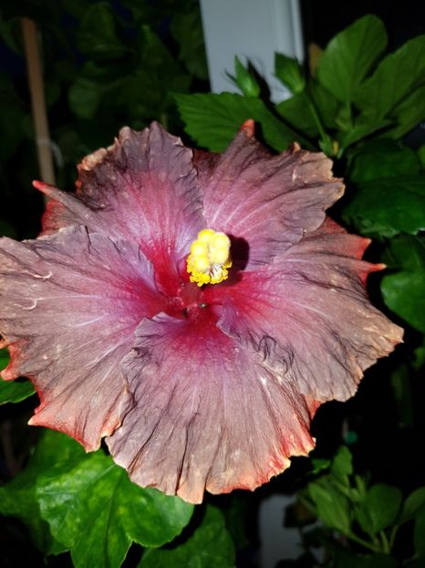  - Hibiscus Moorea Juan Lucas