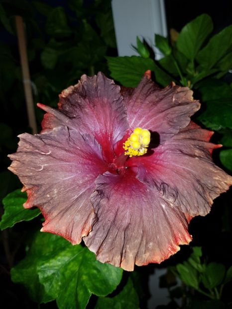  - Hibiscus Moorea Juan Lucas
