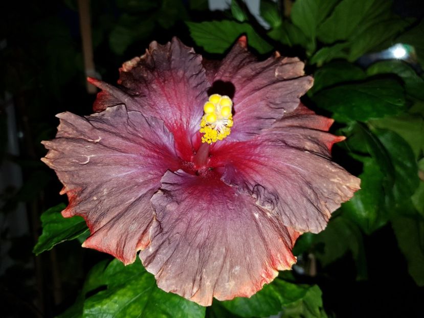  - Hibiscus Moorea Juan Lucas