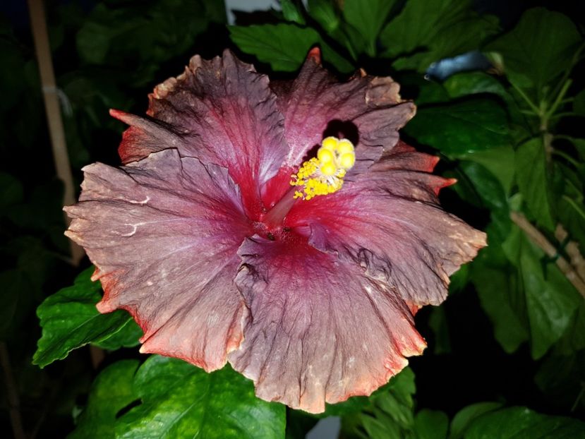  - Hibiscus Moorea Juan Lucas