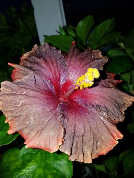  - Hibiscus Moorea Juan Lucas