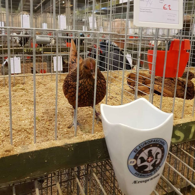  - EXPOZIȚIA EUROPEANĂ - HERNING 2018