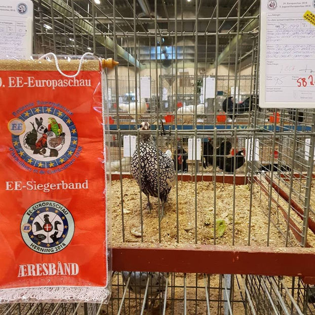  - EXPOZIȚIA EUROPEANĂ - HERNING 2018