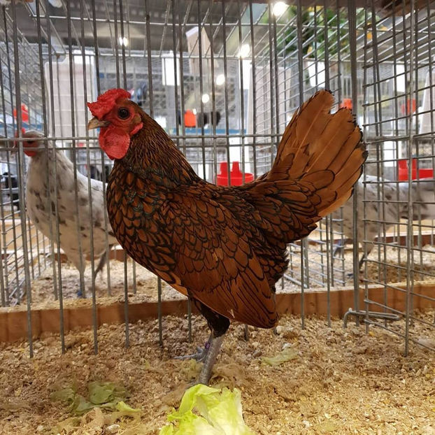  - EXPOZIȚIA EUROPEANĂ - HERNING 2018