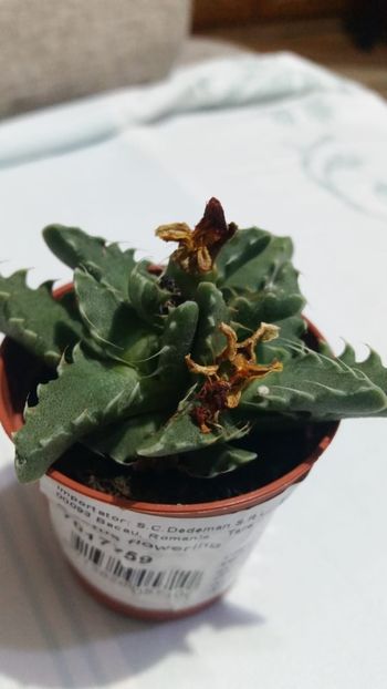 Faucaria Tuberculosa - pierduta :( - Faucaria Tuberculosa