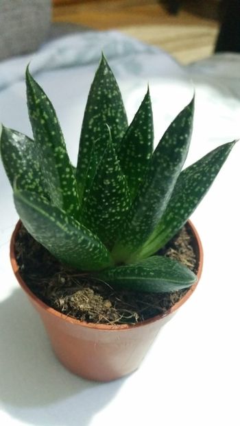 Aloe... ? - Aloe