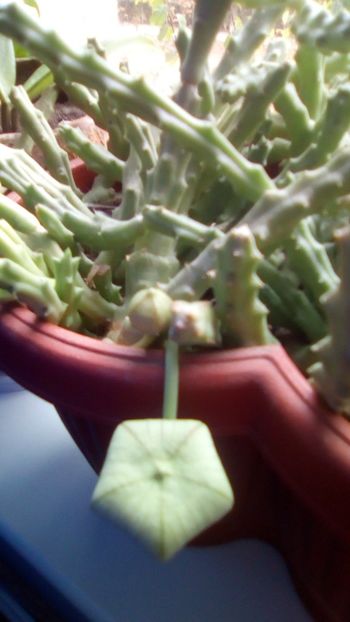 Stapelia variegata - Stapelia variegata