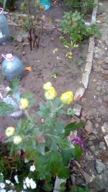 IMG-20181111-WA0011 - Crizanteme