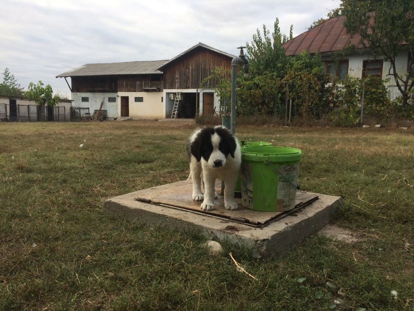 20.09.2018 - Ara CRB