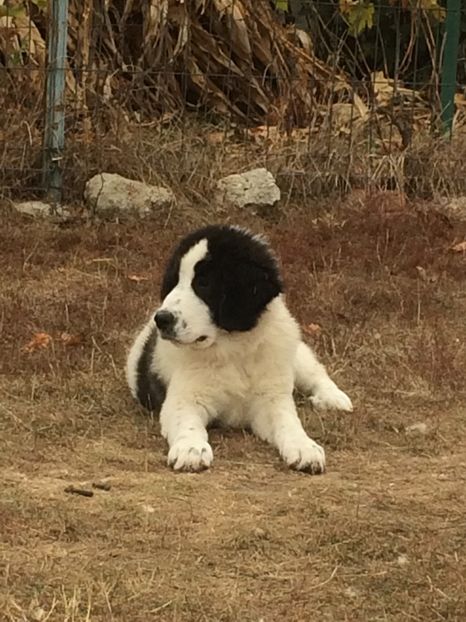 06.11.2018 - Ara CRB