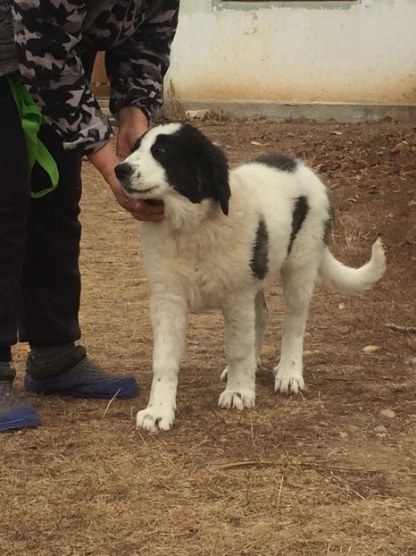 06.11.2018 - Ara CRB