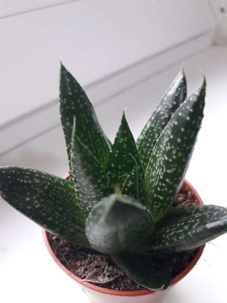 IMG-20181113-WA0007 - Aloe