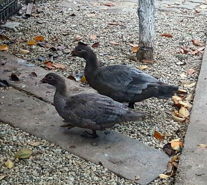 17 ore in lada de transport - 0001 rate lesesti matca 2019 lot 1