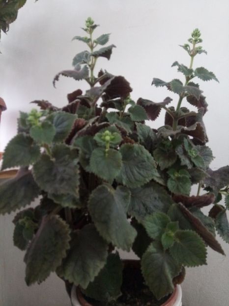  - Northwoods Sunburst