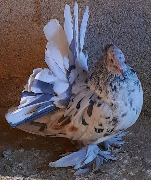  - Voltati indieni matca 2019