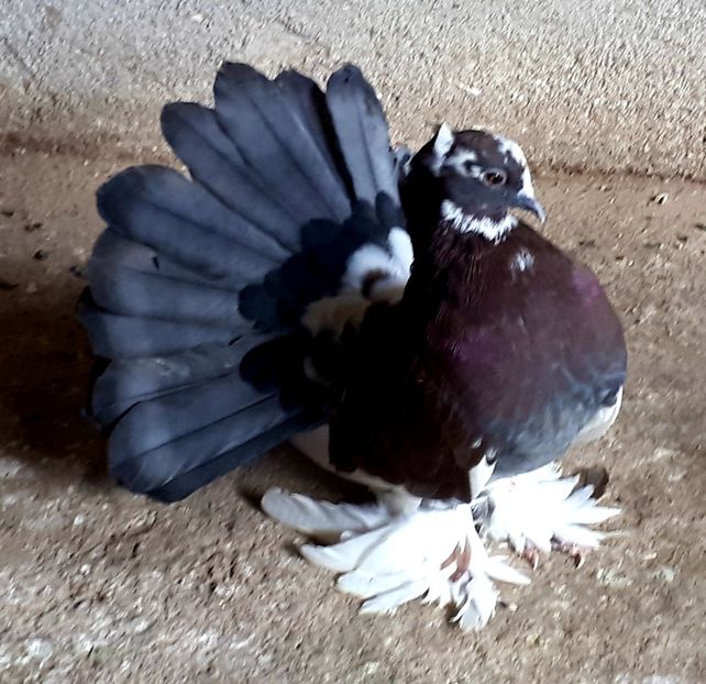  - Voltati indieni matca 2019