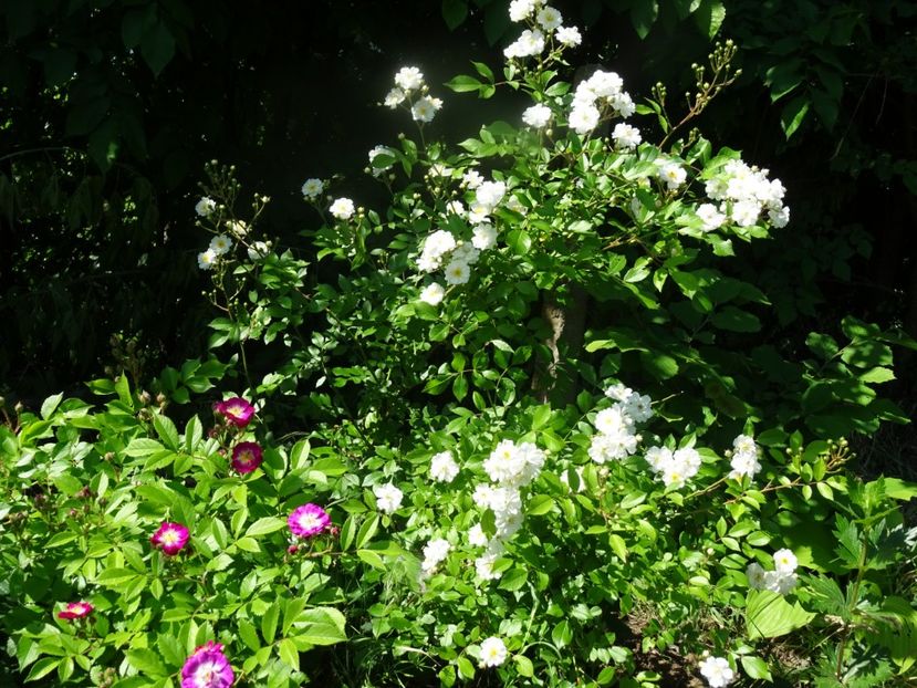 2014-09-29 21.28.25 - Amestec de culoare si parfum 2018