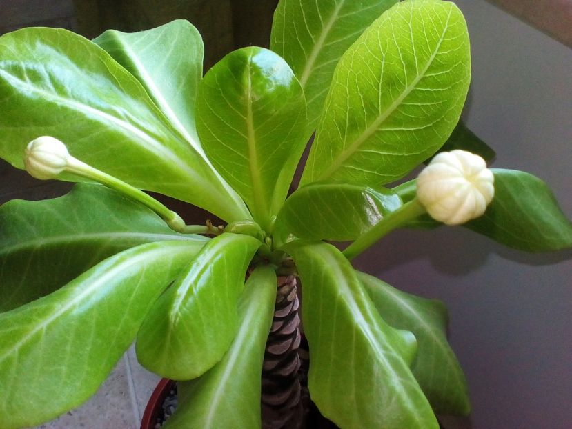 Brighamia insignis - plantutele mele