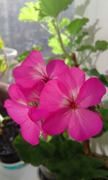  - Continuare la albumul Flori 2018