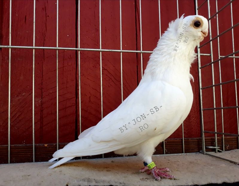 Polish owl white - A--PICTURES OF MY PIGEON BREEDS