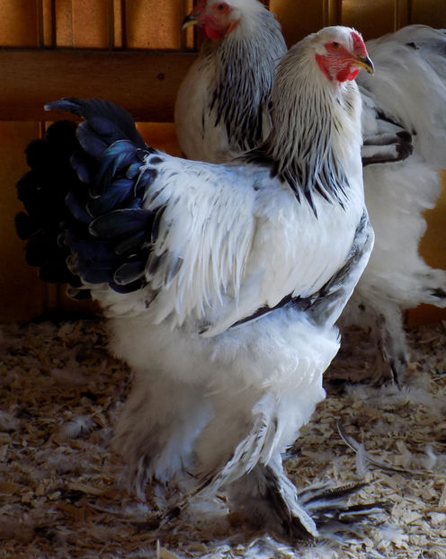  - VIITOR SPERANTE PTR 2019