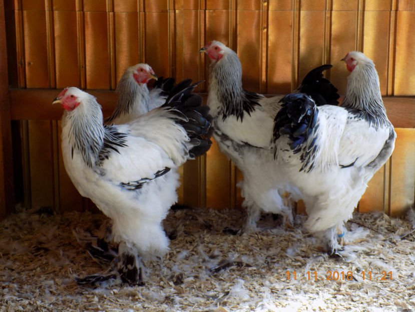  - VIITOR SPERANTE PTR 2019