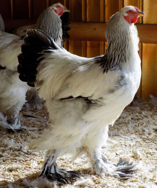  - VIITOR SPERANTE PTR 2019