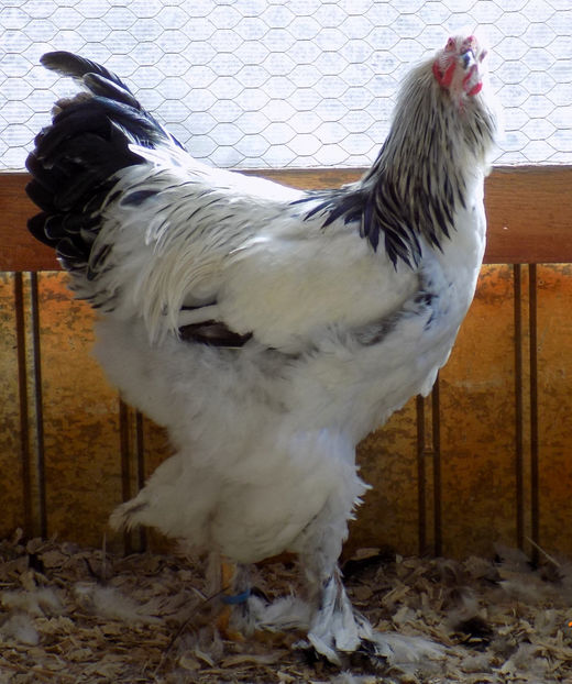  - VIITOR SPERANTE PTR 2019