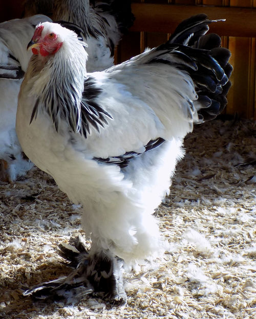  - VIITOR SPERANTE PTR 2019