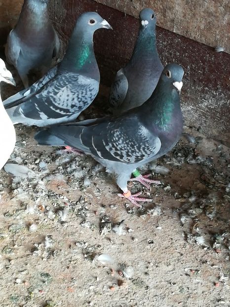 vandut - porumbei de vanzare